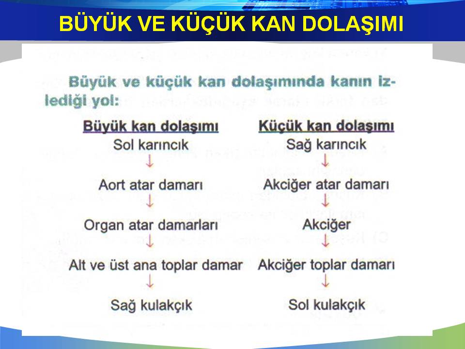 buyuk ve kucuk kan dolasiminda kanin izledigi yol 6 sinif fen 2015 2016
